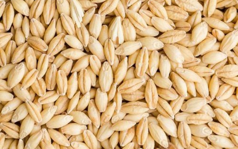 barley-grain