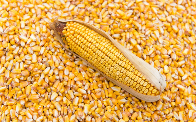 corn-grains