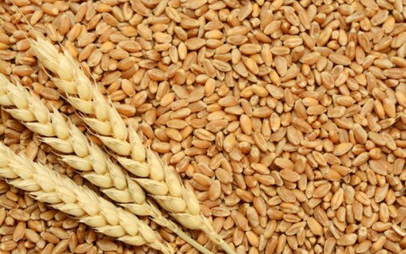 wheat-grains